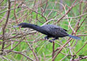 Phalacrocorax brasilianus